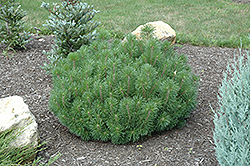 Enci Mugo Pine (Pinus mugo 'Enci') at A Very Successful Garden Center