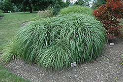 Adagio Maiden Grass (Miscanthus sinensis 'Adagio') at A Very Successful Garden Center