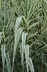 Peppermint Stick Giant Reed Grass (Arundo donax 'Peppermint Stick') at Lakeshore Garden Centres