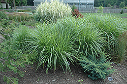 Silberfeder Maiden Grass (Miscanthus sinensis 'Silberfeder') at Stonegate Gardens