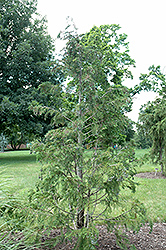 Sullivan Falsecypress (Chamaecyparis lawsoniana 'Sullivan') at A Very Successful Garden Center