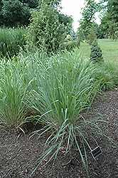 Indian Steel Indian Grass (Sorghastrum nutans 'Indian Steel') at A Very Successful Garden Center