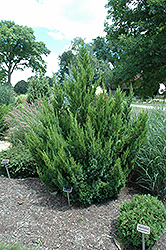 Hooks Juniper (Juniperus chinensis 'Hooks') at A Very Successful Garden Center