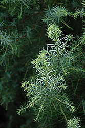 Kalebab Juniper (Juniperus communis 'Kalebab') at A Very Successful Garden Center