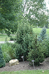 Kalebab Juniper (Juniperus communis 'Kalebab') at A Very Successful Garden Center
