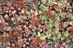 Ruby Mantle Stonecrop (Sedum spurium 'Ruby Mantle') at Stonegate Gardens