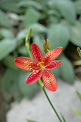 Dazzler Candy Lily (Pardancanda 'Dazzler') at Stonegate Gardens