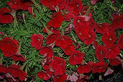 Damask Red Petunia (Petunia 'Damask Red') at A Very Successful Garden Center