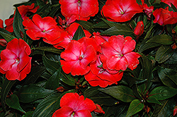 Infinity Electric Coral New Guinea Impatiens (Impatiens hawkeri 'Infinity Electric Coral') at Lakeshore Garden Centres