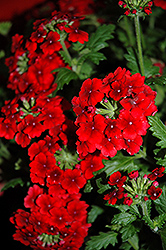 Empress Flair Red Verbena (Verbena 'Empress Flair Red') at A Very Successful Garden Center