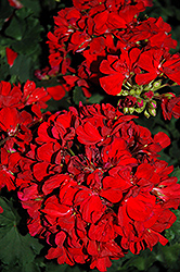Savannah Red Geranium (Pelargonium 'Savannah Red') at Lakeshore Garden Centres