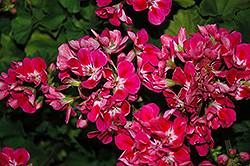 Savannah Hot Pink Sizzle Geranium (Pelargonium 'Savannah Hot Pink Sizzle') at A Very Successful Garden Center