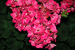 Survivor Pink Passion Geranium (Pelargonium 'Survivor Pink Passion') at A Very Successful Garden Center