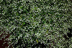 Stardust White Flash Euphorbia (Euphorbia 'Stardust White Flash') at A Very Successful Garden Center