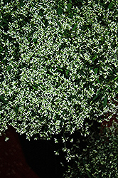 Stardust Super Flash Euphorbia (Euphorbia 'Stardust Super Flash') at Lakeshore Garden Centres