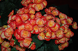 Carneval Begonia (Begonia x hiemalis 'Carneval') at A Very Successful Garden Center