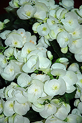 Clara Begonia (Begonia x hiemalis  'Clara') at A Very Successful Garden Center