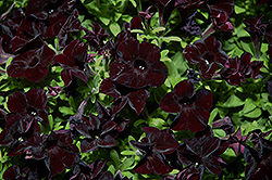 Black Ray Petunia (Petunia 'Black Ray') at Lakeshore Garden Centres