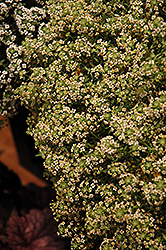 Stream Summer Sweet Alyssum (Lobularia maritima 'Stream Summer') at A Very Successful Garden Center