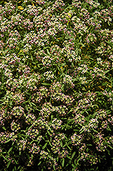 Stream Bicolor Lilac Sweet Alyssum (Lobularia maritima 'Stream Bicolor Lilac') at A Very Successful Garden Center