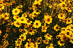 Highland Gold Tickseed (Coreopsis 'Highland Gold') at A Very Successful Garden Center