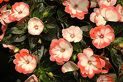 Harmony Radiance Coral New Guinea Impatiens (Impatiens hawkeri 'Harmony Radiance Coral') at The Mustard Seed
