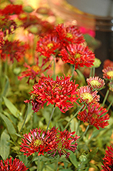 Galya Fire Spark Blanket Flower (Gaillardia x grandiflora 'Galya Fire Spark') at A Very Successful Garden Center