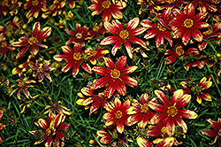 Route 66 Tickseed (Coreopsis verticillata 'Route 66') at A Very Successful Garden Center