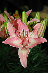 Lily Looks Tiny Todd Lily (Lilium 'Tiny Todd') at A Very Successful Garden Center