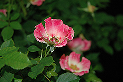Sweet Spot Calypso Rose (Rosa 'IntRos01') at Stonegate Gardens