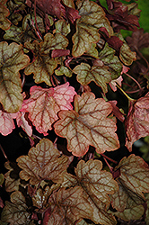 Autumn Rush Foamy Bells (Heucherella 'Autumn Rush') at A Very Successful Garden Center
