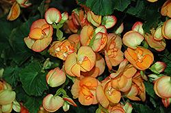 Julie Begonia (Begonia x hiemalis 'Julie') at A Very Successful Garden Center