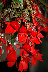 Waterfall Encanto Falls Red Begonia (Begonia boliviensis 'Encanto Falls Red') at A Very Successful Garden Center