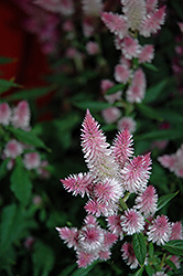 Kelos Pink Celosia (Celosia 'Kelos Pink') at A Very Successful Garden Center