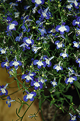 Anabel Blue Hope Lobelia (Lobelia erinus 'Anabel Blue Hope') at A Very Successful Garden Center