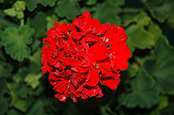 Tango Vintage Red Geranium (Pelargonium 'Tango Vintage Red') at A Very Successful Garden Center