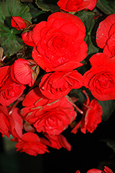 Solenia Red Begonia (Begonia x hiemalis 'Solenia Red') at A Very Successful Garden Center