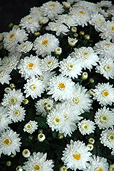 Daybreak Pure White Chrysanthemum (Chrysanthemum 'Daybreak Pure White') at Lakeshore Garden Centres