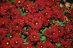 Meridian Deep Red Chrysanthemum (Chrysanthemum 'Meridian Deep Red') at A Very Successful Garden Center