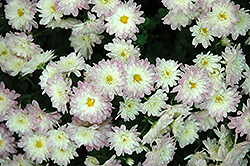 Daybreak Appleblossom Chrysanthemum (Chrysanthemum 'Daybreak Appleblossom') at Stonegate Gardens