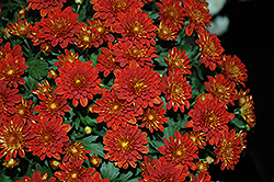 Meridian Dark Bronze Chrysanthemum (Chrysanthemum 'Meridian Dark Bronze') at A Very Successful Garden Center