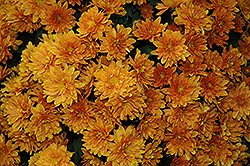 Sunbeam Bronze Chrysanthemum (Chrysanthemum 'Sunbeam Bronze') at A Very Successful Garden Center