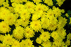 Daybreak Dark Yellow Chrysanthemum (Chrysanthemum 'Daybreak Dark Yellow') at Lakeshore Garden Centres