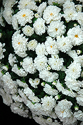 Daybreak White Chrysanthemum (Chrysanthemum 'Daybreak White') at A Very Successful Garden Center