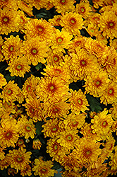 Sunbeam Bronze Bicolor Chrysanthemum (Chrysanthemum 'Sunbeam Bronze Bicolor') at Lakeshore Garden Centres