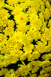 Sunbeam Yellow Chrysanthemum (Chrysanthemum 'Sunbeam Yellow') at A Very Successful Garden Center
