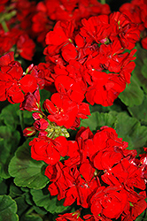 Master Idols Bright Red Geranium (Pelargonium 'Master Idols Bright Red') at A Very Successful Garden Center