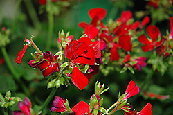 Dixieland Deep Red Geranium (Pelargonium 'Dixieland Deep Red') at A Very Successful Garden Center