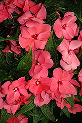 Tamarinda Max Pink New Guinea Impatiens (Impatiens 'Tamarinda Max Pink') at A Very Successful Garden Center