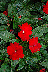 Tamarinda Max Red New Guinea Impatiens (Impatiens 'Tamarinda Max Red') at A Very Successful Garden Center